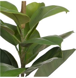 Pianta Decorativa