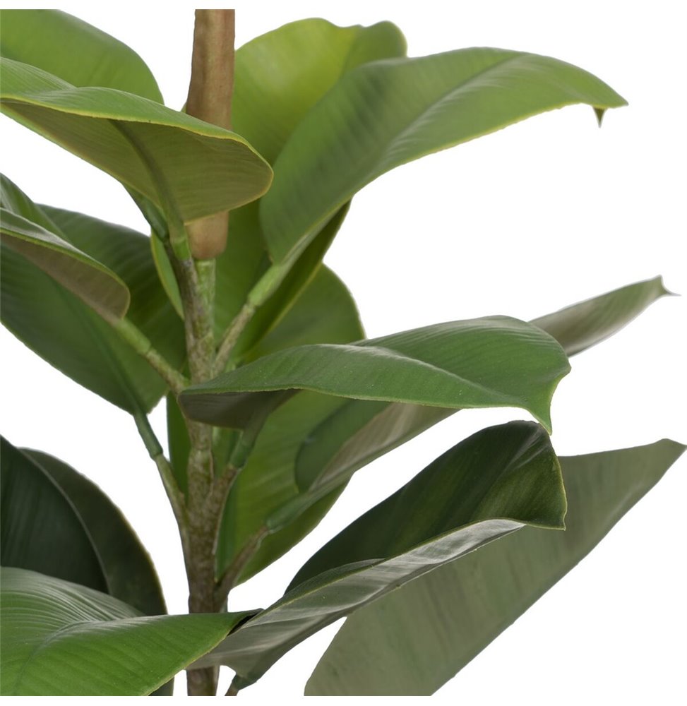 Pianta Decorativa