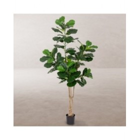 Pianta Decorativa Poliuretano Cemento Ficus 175 cm