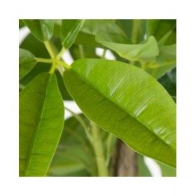 Pianta Decorativa 54 x 52 x 120 cm Verde PVC