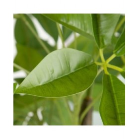 Pianta Decorativa 54 x 52 x 120 cm Verde PVC