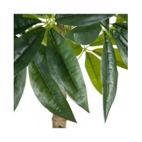Pianta Decorativa 54 x 52 x 120 cm Verde PVC
