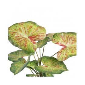 Pianta Decorativa 48 x 46 x 55 cm Rosso Verde PVC