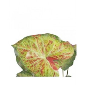 Pianta Decorativa 48 x 46 x 55 cm Rosso Verde PVC
