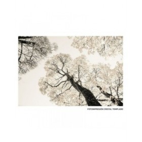 Tela Alberi 120 x 4 x 80 cm