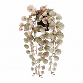 Pianta Decorativa Mica Decorations Ceropegia Woodii 10 x 46 x 12 cm Artificiale Riattaccare