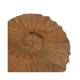 Scultura Beige Legno di mango 49,5 x 9 x 53,5 cm Conchiglia