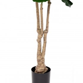 Pianta Decorativa Poliuretano Cemento Ficus 175 cm