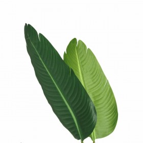 Pianta Decorativa PVC Ferro Uccello del Paradiso 150 cm