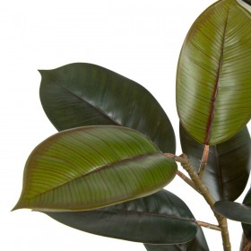 Pianta Decorativa PVC Ferro Ficus 49 x 45 x 125 cm