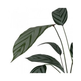 Pianta Decorativa PVC Cemento Tessuto 50 x 50 x 220 cm