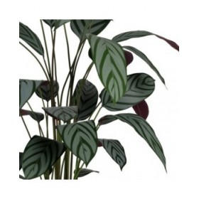 Pianta Decorativa PVC Cemento Tessuto 50 x 50 x 220 cm