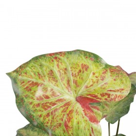 Pianta Decorativa 48 x 46 x 55 cm Rosso Verde PVC