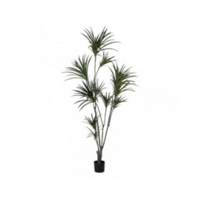 Pianta Decorativa Gomma polipropilene 90 X 90 X 220 CM