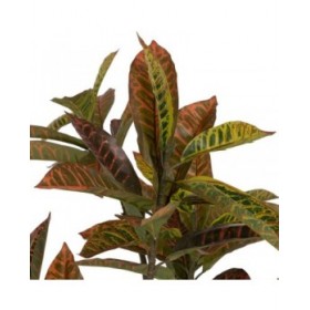 Pianta Decorativa Gomma polipropilene 60 x 60 x 150 cm