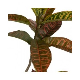 Pianta Decorativa Gomma polipropilene 60 x 60 x 150 cm