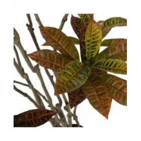 Pianta Decorativa Gomma polipropilene 60 x 60 x 150 cm