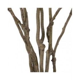 Pianta Decorativa Gomma polipropilene 60 x 60 x 150 cm