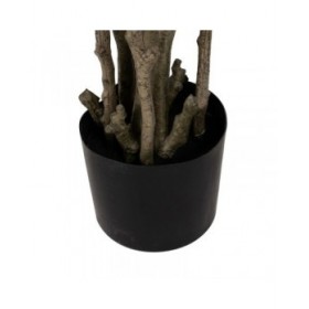 Pianta Decorativa Gomma polipropilene 60 x 60 x 150 cm