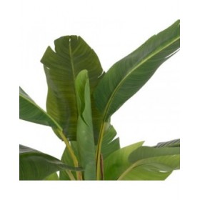 Pianta Decorativa Gomma 90 X 90 X 125 CM