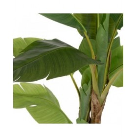 Pianta Decorativa Gomma 90 X 90 X 125 CM