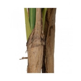 Pianta Decorativa Gomma 90 X 90 X 125 CM