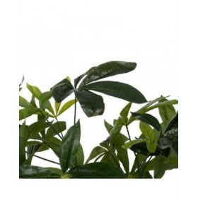 Pianta Decorativa 50 X 50 X 70 CM