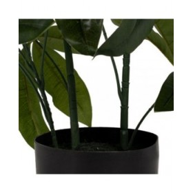 Pianta Decorativa 50 X 50 X 70 CM