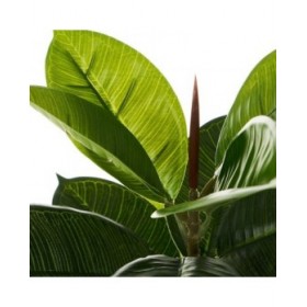 Pianta Decorativa Polietilene Plastica Ficus 40 x 40 x 75 cm