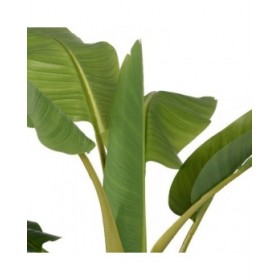 Pianta Decorativa Gomma Banano 70 x 70 x 200 cm