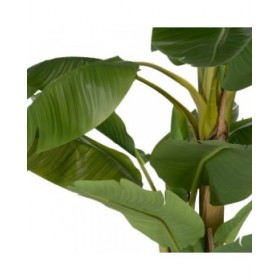 Pianta Decorativa Gomma Banano 70 x 70 x 200 cm