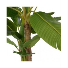 Pianta Decorativa Gomma Banano 70 x 70 x 200 cm