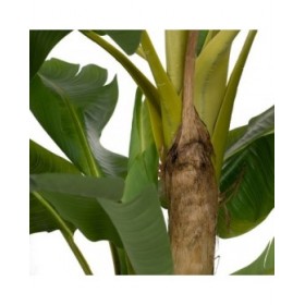 Pianta Decorativa Gomma Banano 70 x 70 x 200 cm