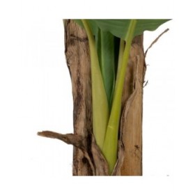 Pianta Decorativa Gomma Banano 70 x 70 x 200 cm