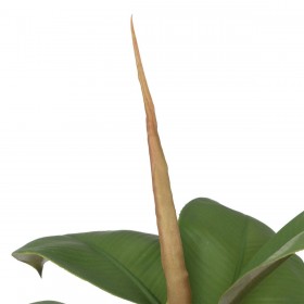 Pianta Decorativa Polietilene Ferro PEVA Rovere 76 cm