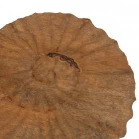 Scultura Beige Legno di mango 49,5 x 9 x 53,5 cm Conchiglia