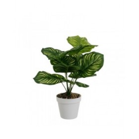 Pianta Decorativa Polietilene Plastica Calathea 28 x 28 x 37 cm