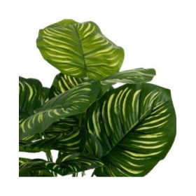 Pianta Decorativa Polietilene Plastica Calathea 28 x 28 x 37 cm