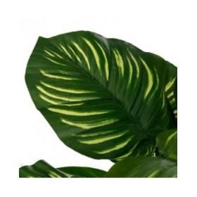Pianta Decorativa Polietilene Plastica Calathea 28 x 28 x 37 cm