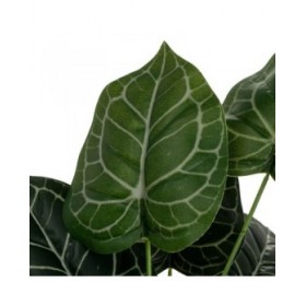 Pianta Decorativa Polietilene Plastica 26 x 26 x 43 cm
