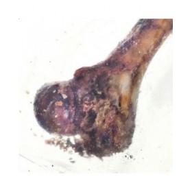 Snack per Cani Petmex Ham bone Maiale 200 g