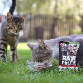 Cibo per gatti VETEXPERT Adult Cat Carne di manzo e vitello 100 g