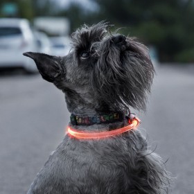 Collare LED per Animali Domestici Petlux InnovaGoods