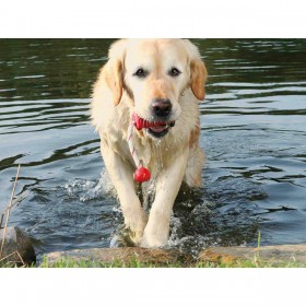 Giocattoli per cani Trixie 22 cm