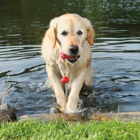 Giocattoli per cani Trixie 22 cm
