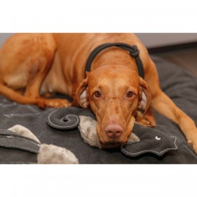 Collari da addestramento per cani Trixie Be Nordic Nero Sabbia S/M 40 cm