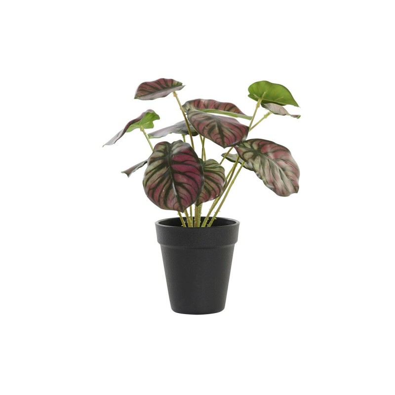 Pianta Decorativa DKD Home Decor Rosa Verde PE (10 x 10 x 27 cm)