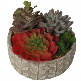 Pianta Decorativa Alexandra House Living Plastica Succulenta 20 x 21 x 18 cm