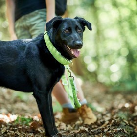 Collare per Cani Hunter Plus Filo Taglia XL Lime (45-70 cm)