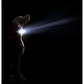 Collare per Cani Dog Gone Smart Nero 12 Luce